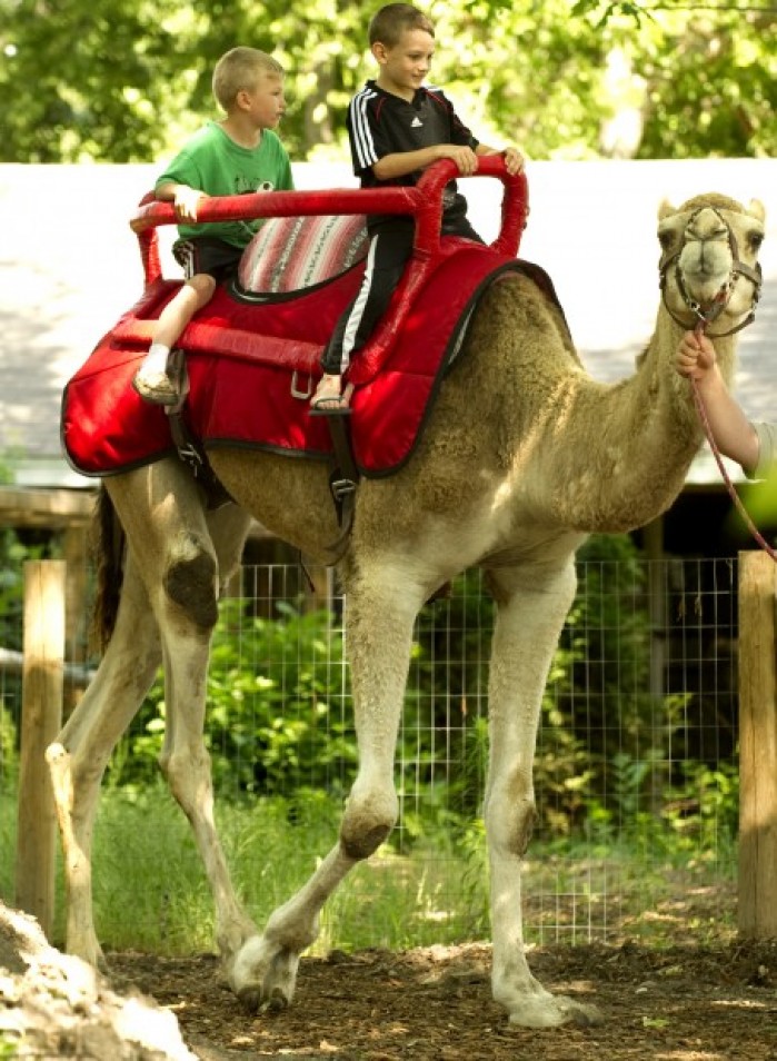 Camel rides at Lincoln Children's Zoo
